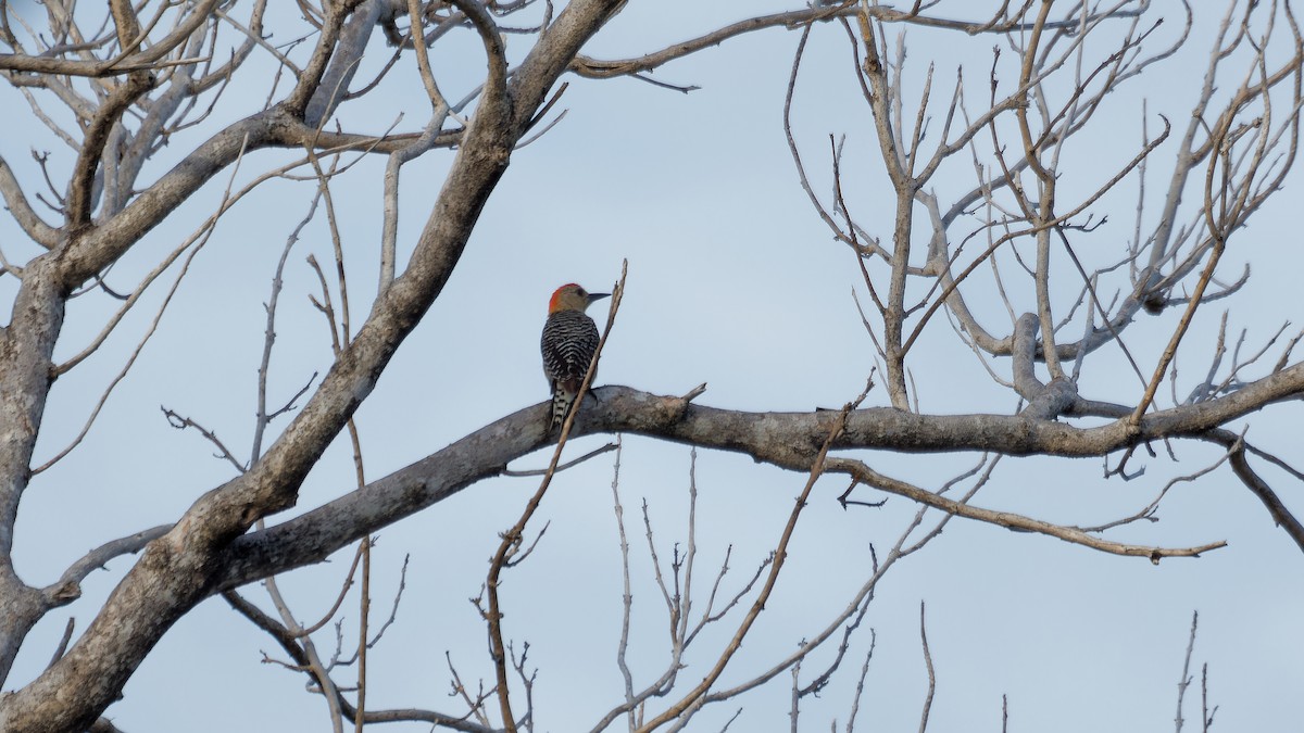 Red-crowned Woodpecker - ML619809011