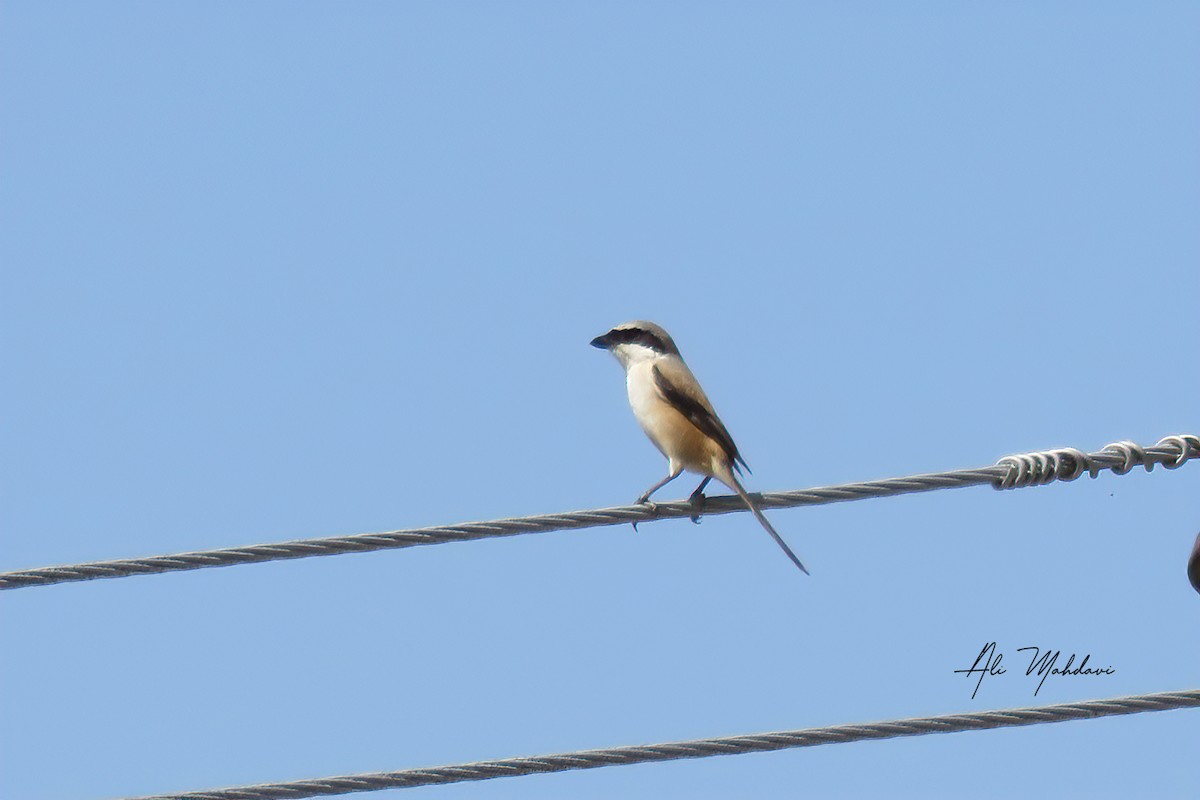 Long-tailed Shrike - ML619809055