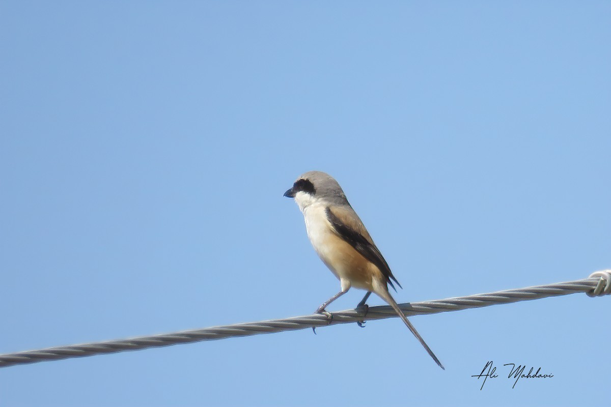 Long-tailed Shrike - ML619809057