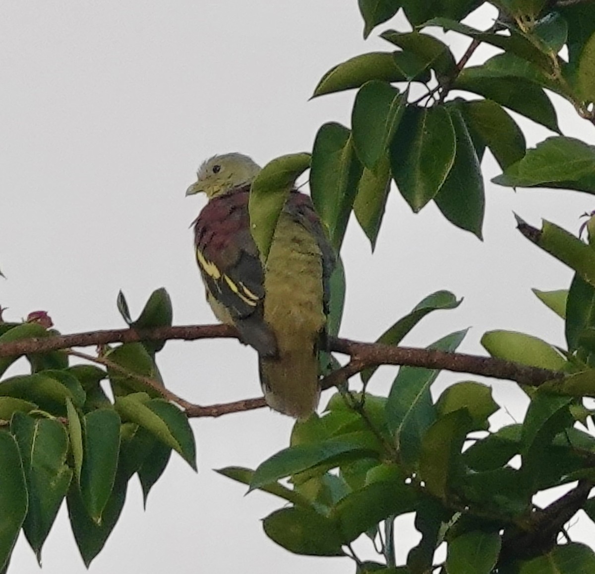 Gray-fronted Green-Pigeon - ML619809063