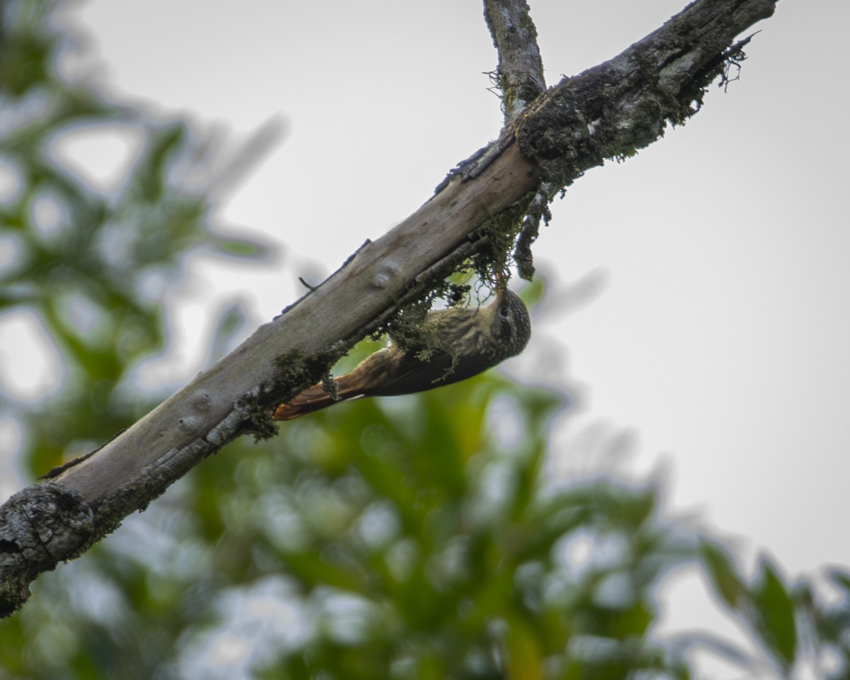 Lesser Woodcreeper - ML619809067