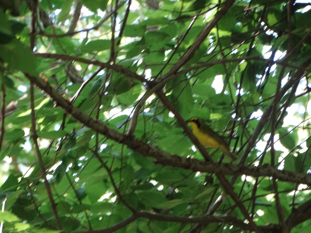 Kentucky Warbler - ML619809085