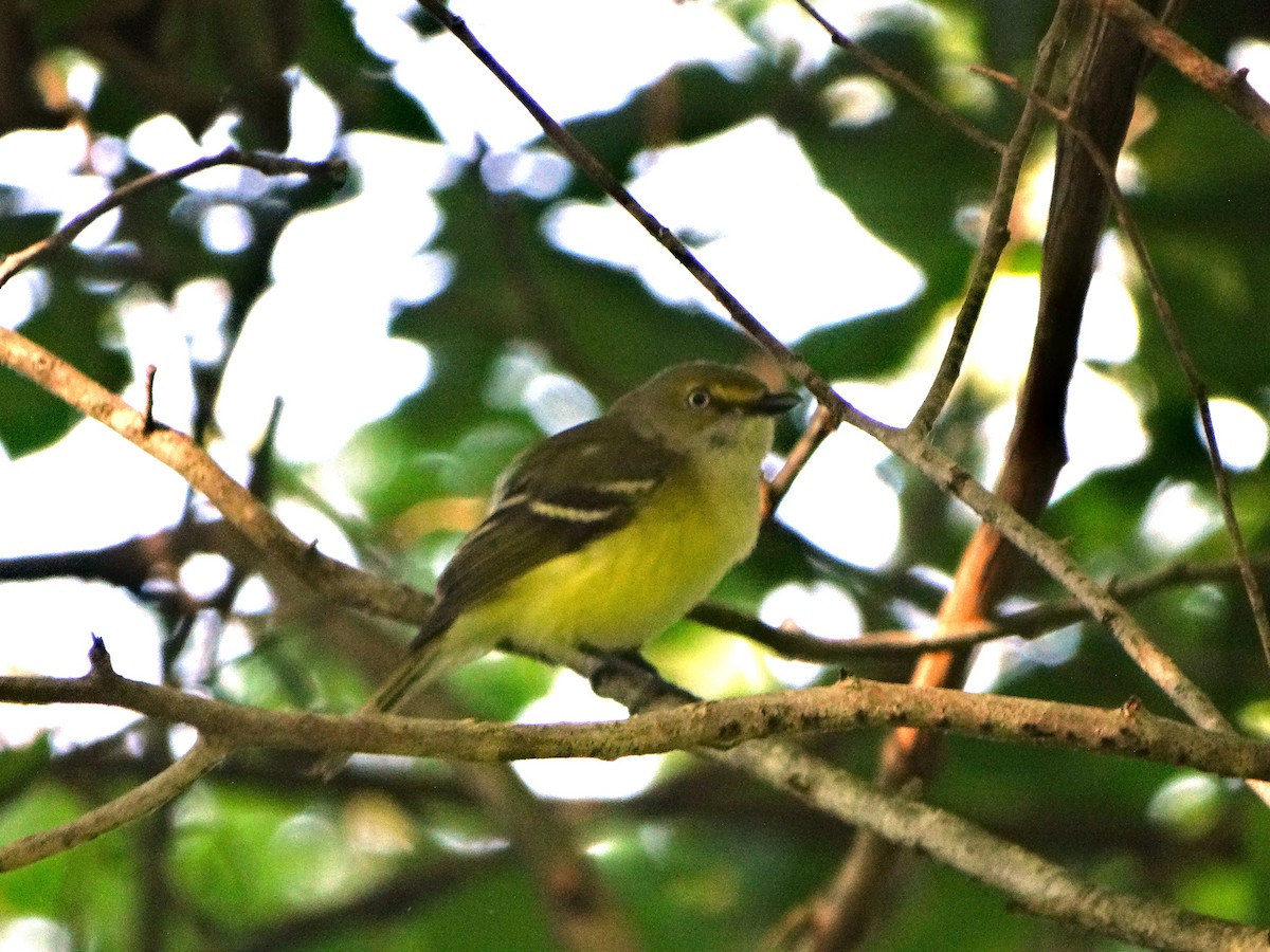 White-eyed Vireo - ML619809102