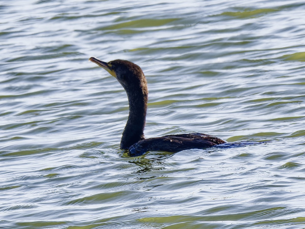 Double-crested Cormorant - ML619809115