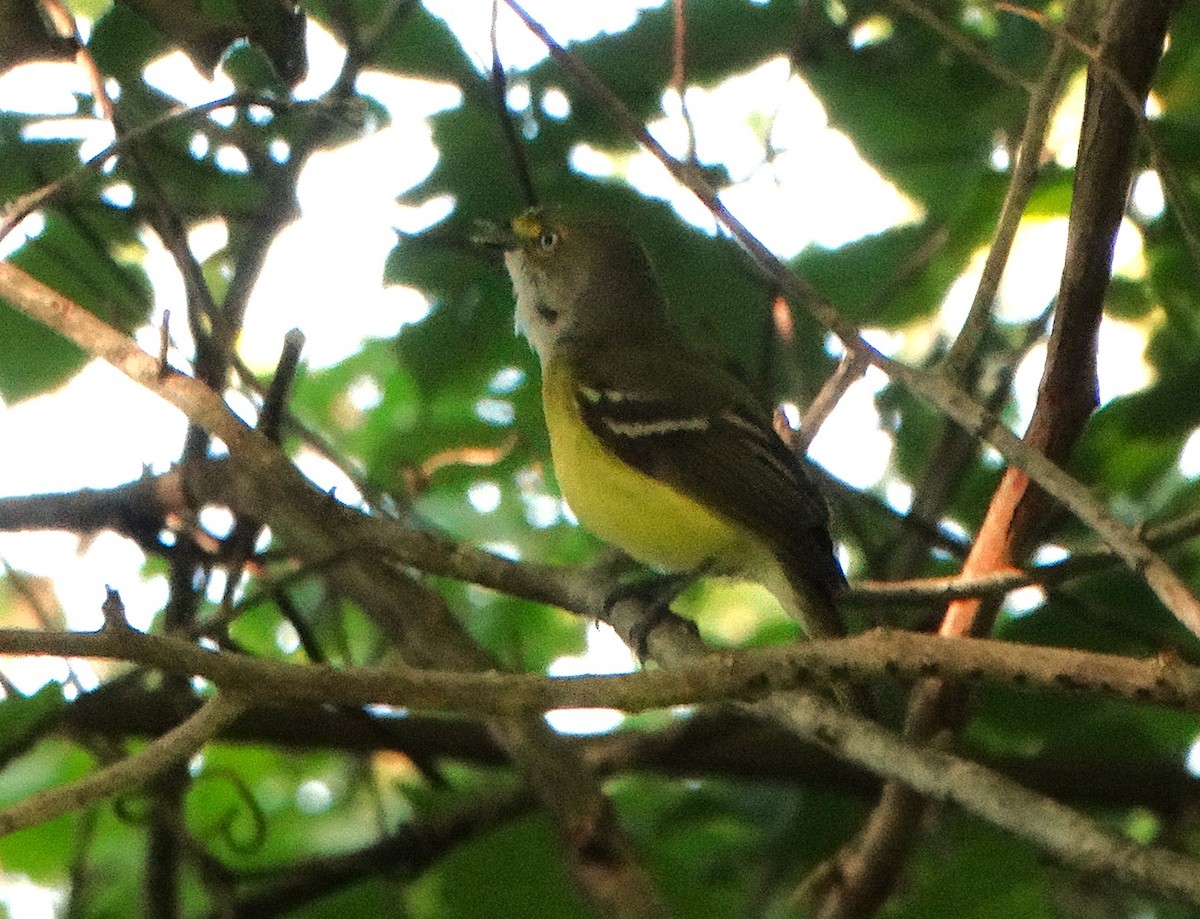 White-eyed Vireo - Dave haenni