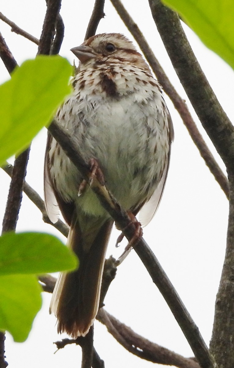 Song Sparrow - ML619809147