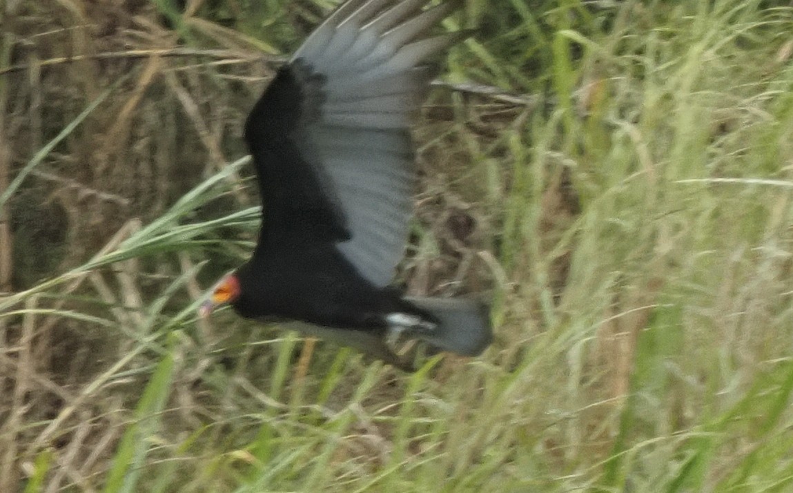 Lesser Yellow-headed Vulture - ML619809153