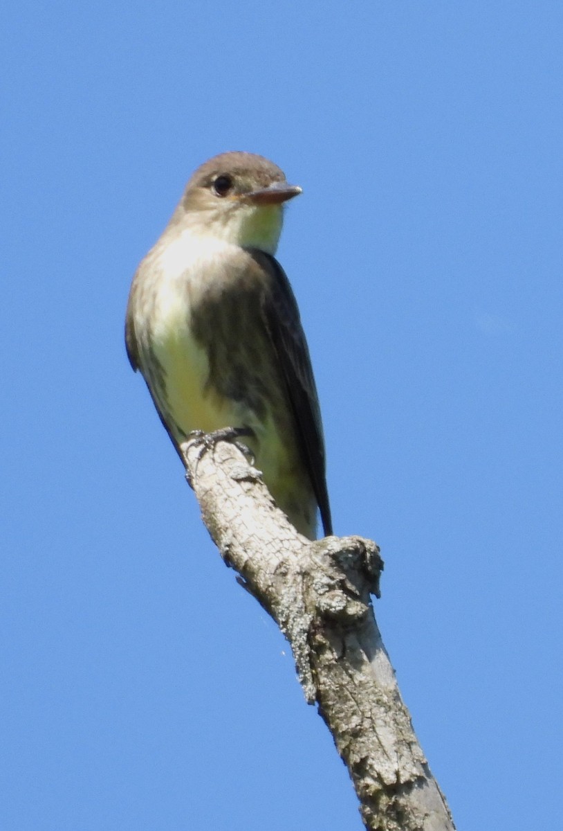 Olive-sided Flycatcher - ML619809155