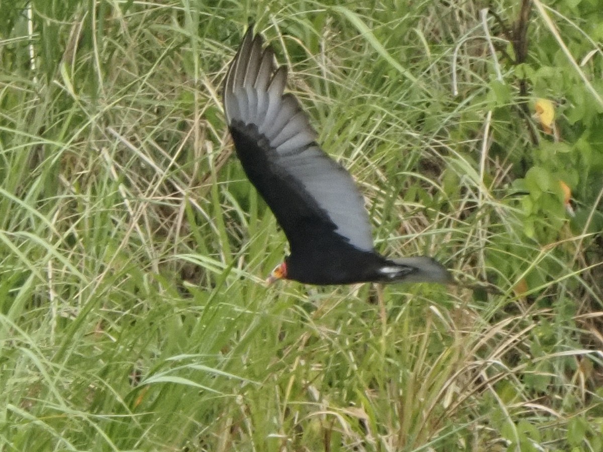 Lesser Yellow-headed Vulture - ML619809159