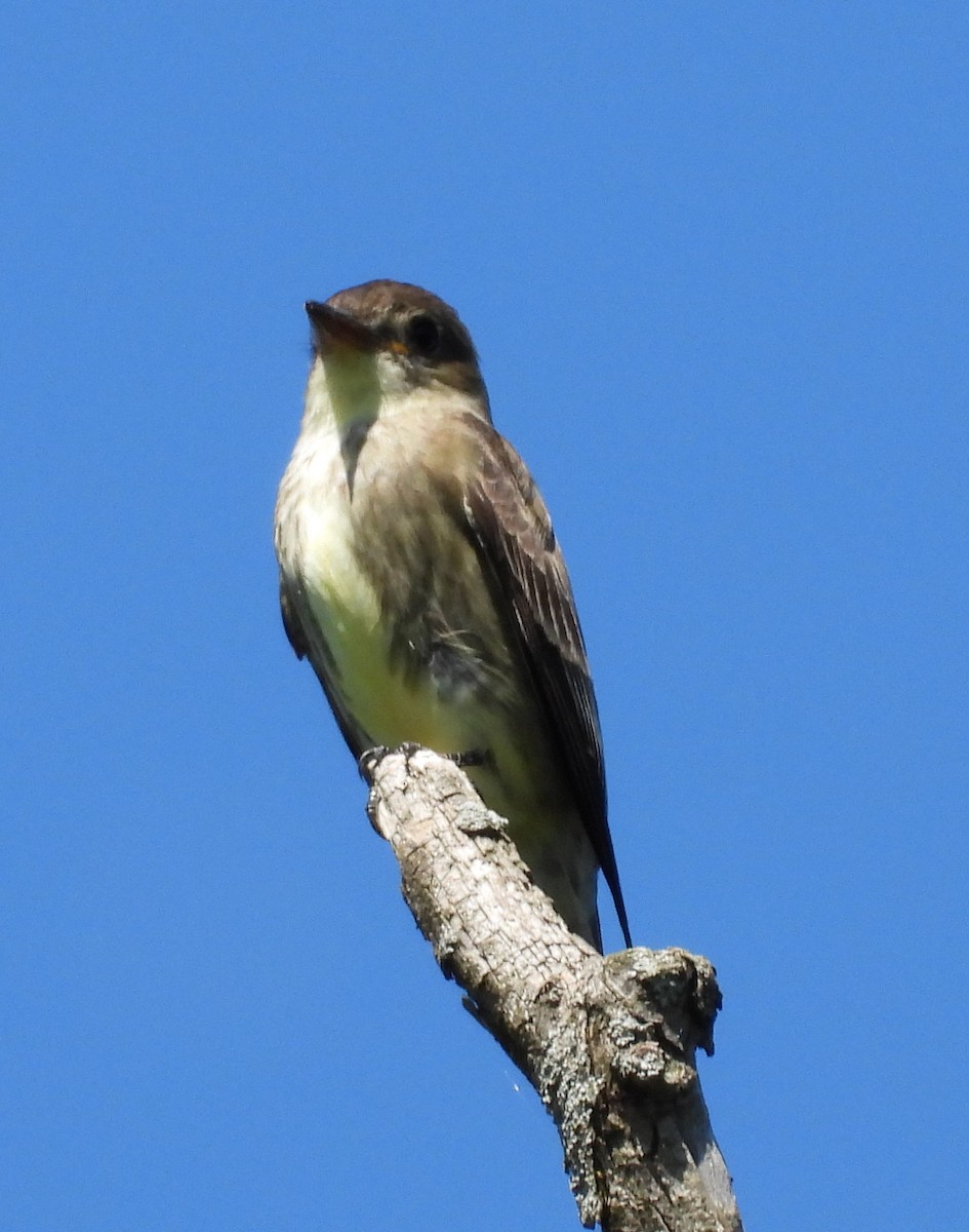 Olive-sided Flycatcher - ML619809161