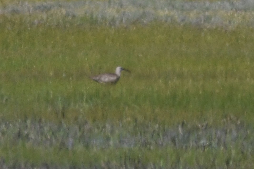 koliha hudsonská - ML619809171