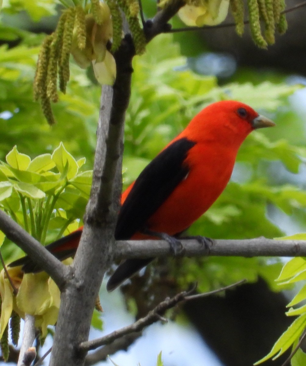 Scarlet Tanager - Walt Lutz