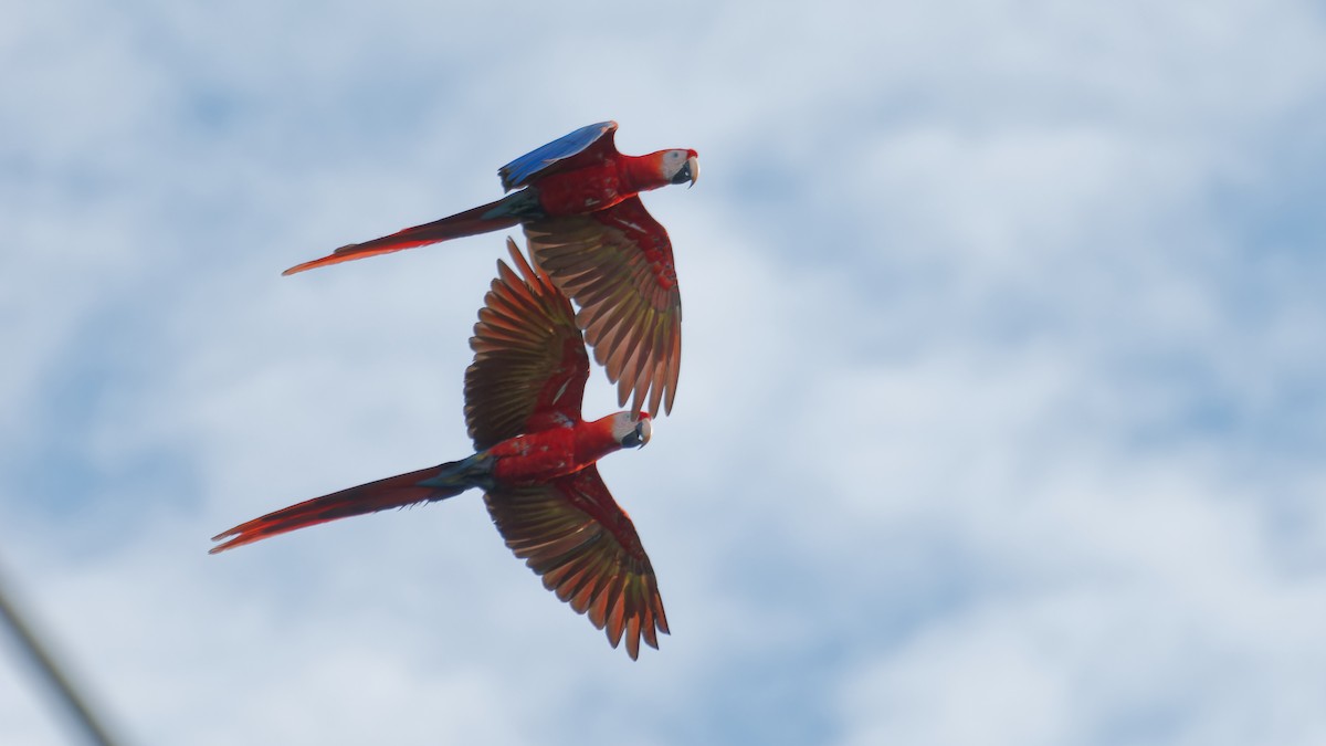Scarlet Macaw - ML619809194