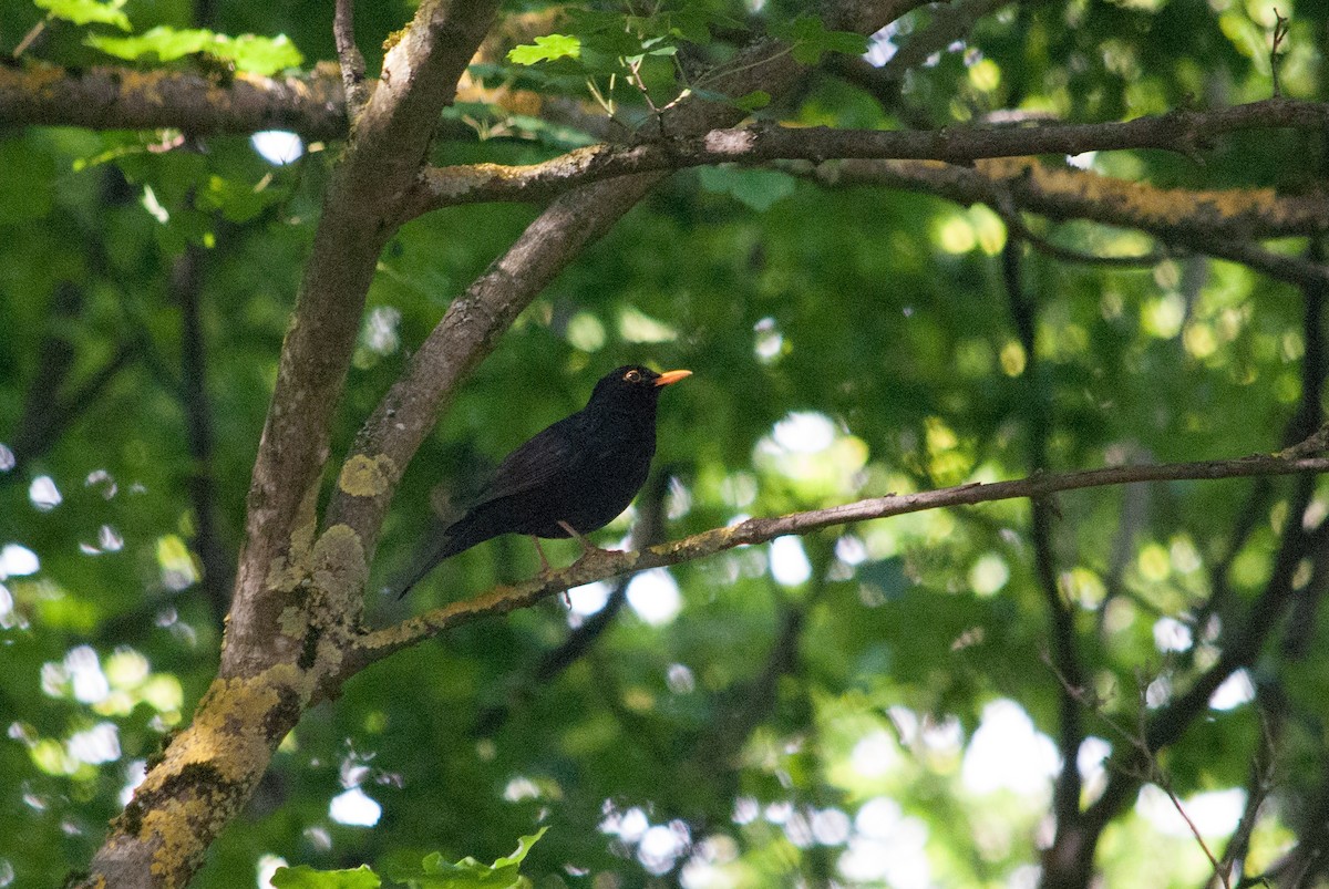 Eurasian Blackbird - ML619809195