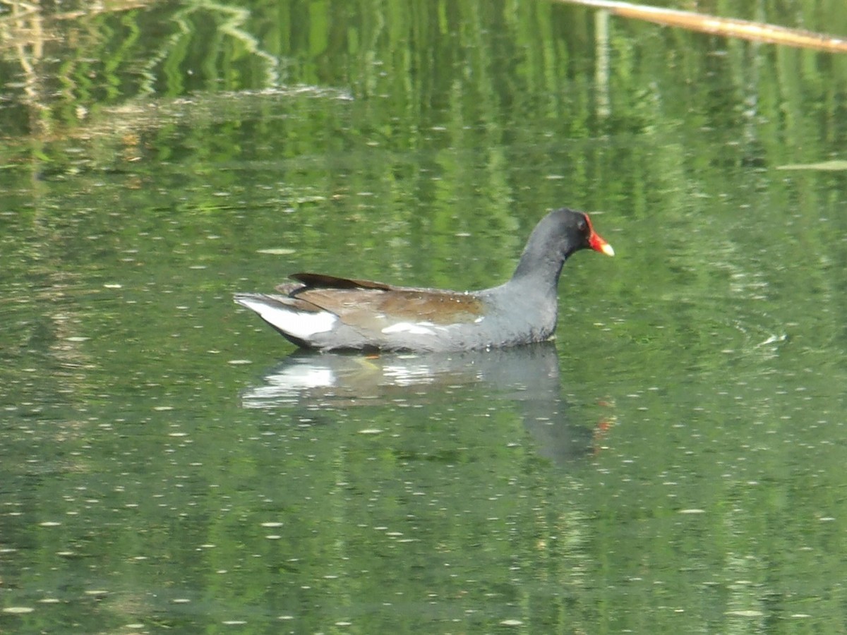 Common Gallinule - ML619809211