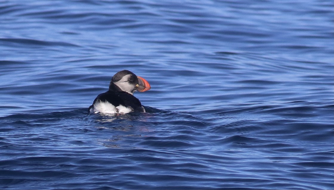 Atlantic Puffin - ML619809220