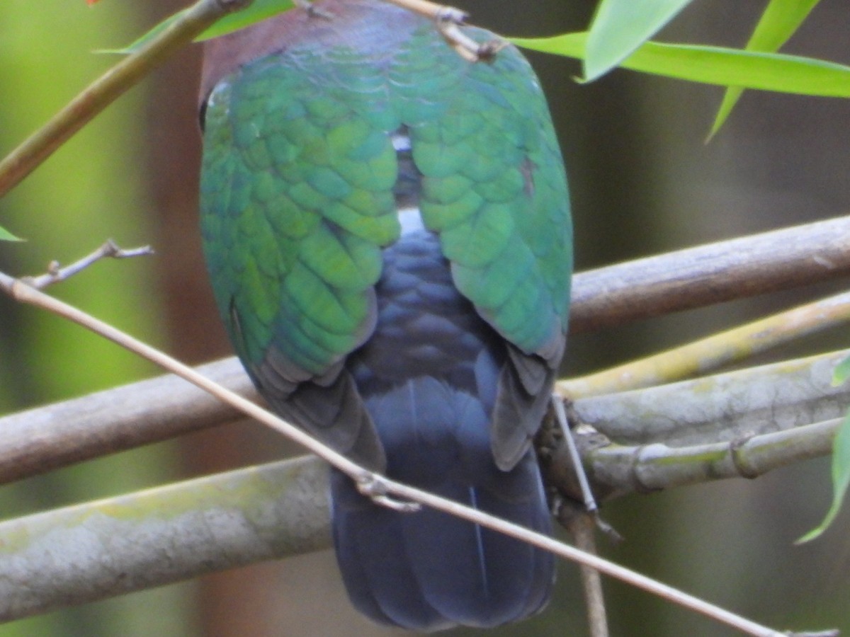Asian Emerald Dove - ML619809222