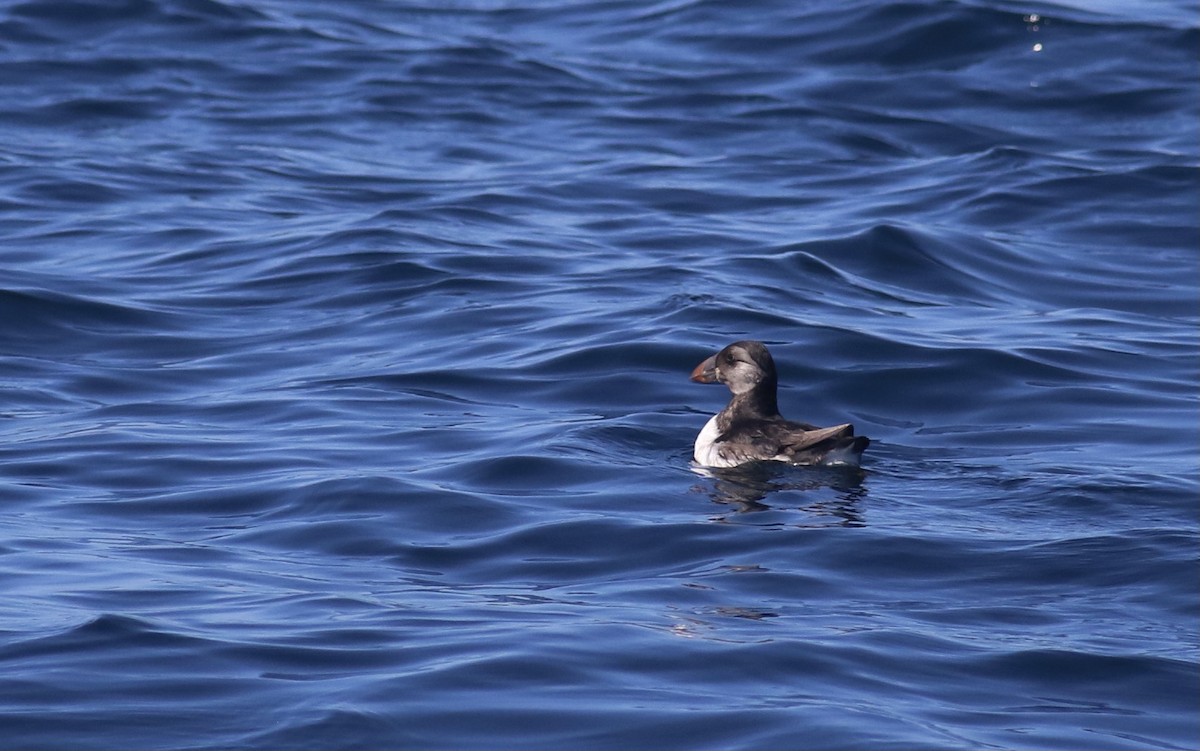 Atlantic Puffin - ML619809230