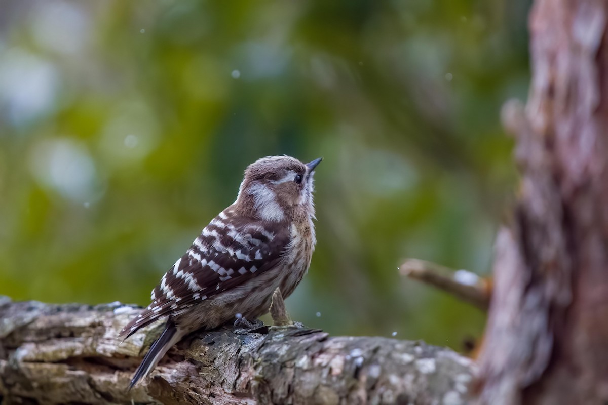 Japanese Pygmy Woodpecker - ML619809233