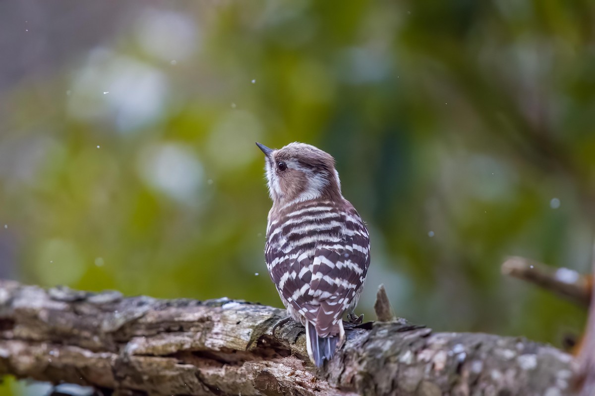 Japanese Pygmy Woodpecker - ML619809234