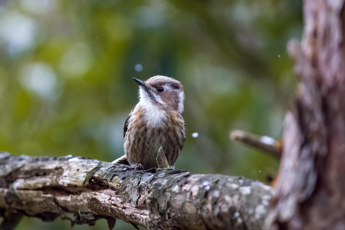 Japanese Pygmy Woodpecker - ML619809235