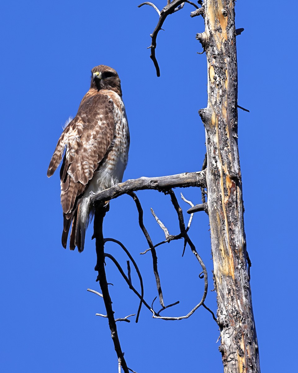 Red-tailed Hawk - ML619809240