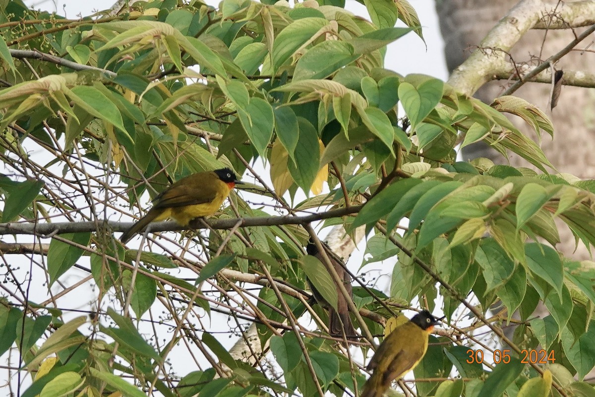 Bulbul Gorjinaranja - ML619809248