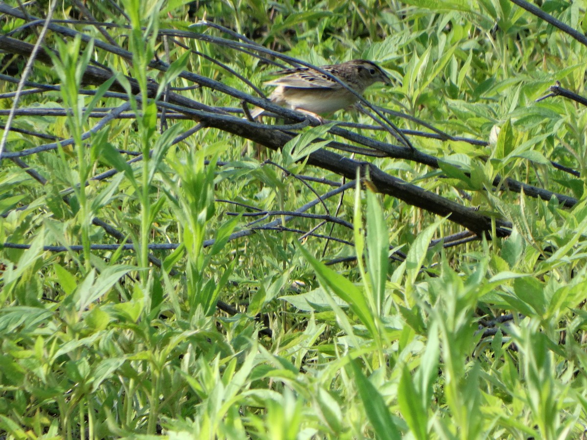 Grasshopper Sparrow - ML619809249