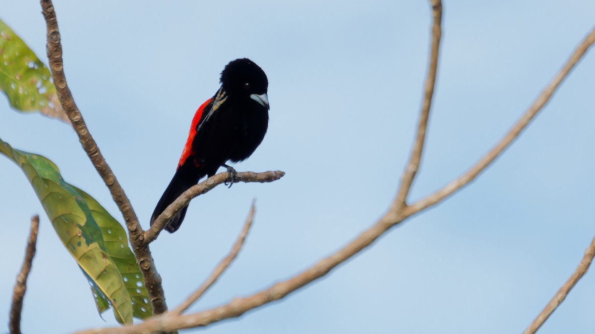 Scarlet-rumped Tanager - ML619809259