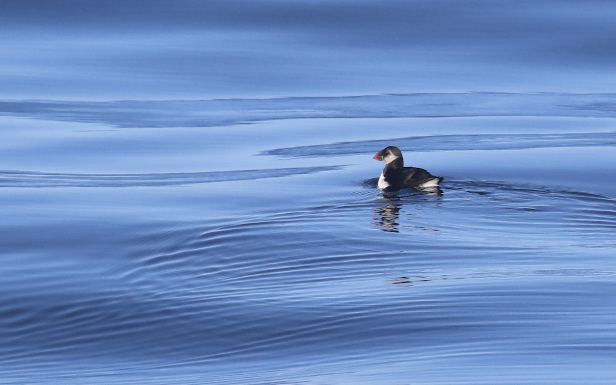 Atlantic Puffin - ML619809264