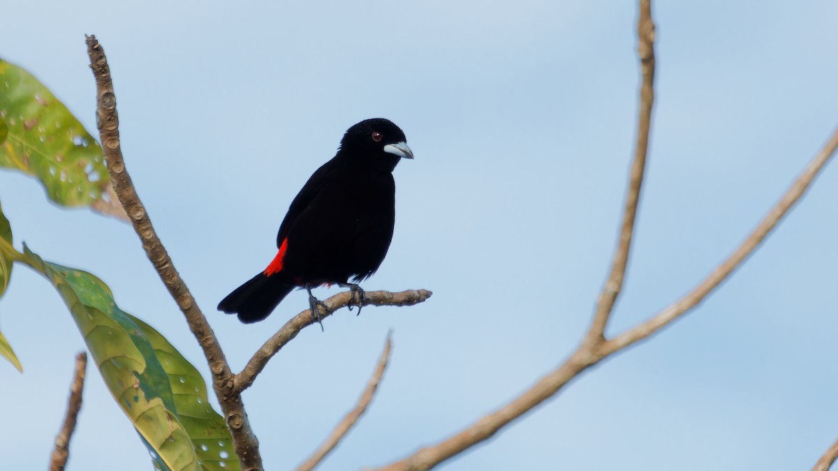 Scarlet-rumped Tanager - ML619809265