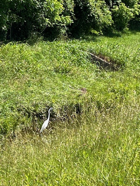 Great Egret - ML619809273