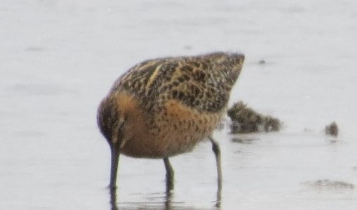 Short-billed Dowitcher (hendersoni) - ML619809275