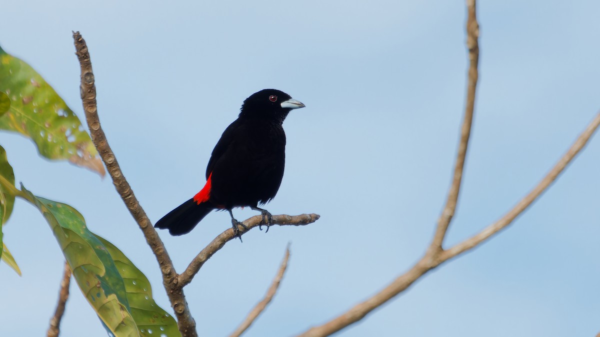 Scarlet-rumped Tanager - ML619809276