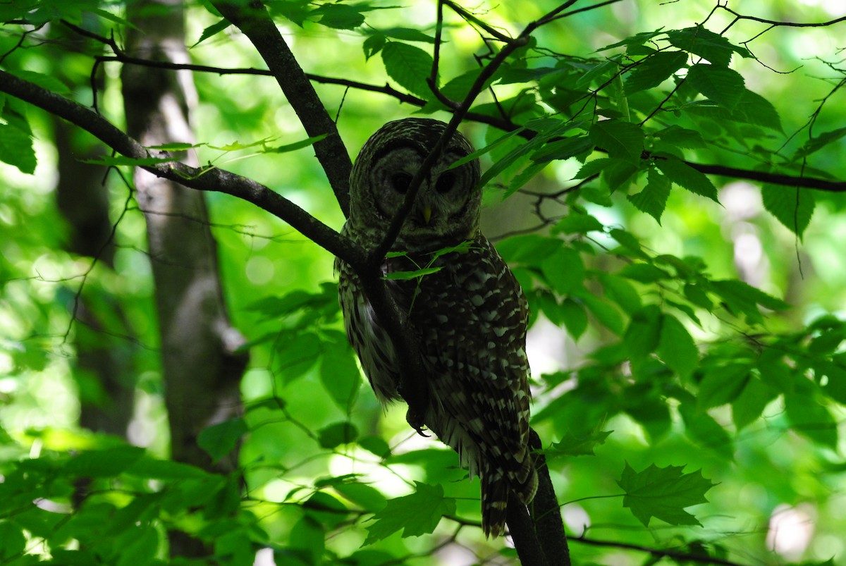 Barred Owl - ML619809280