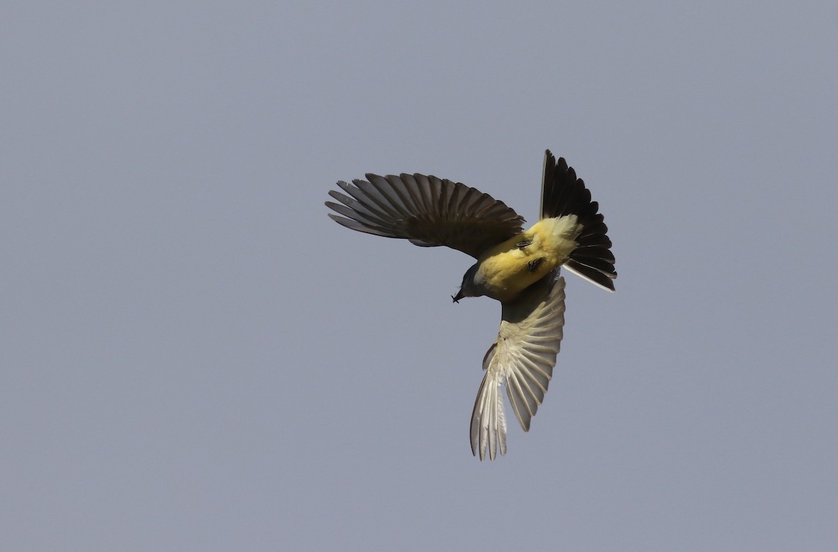 Western Kingbird - ML619809291