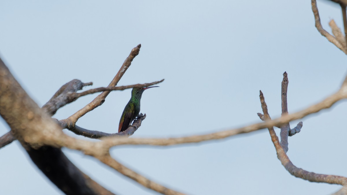 Rufous-tailed Hummingbird - ML619809309