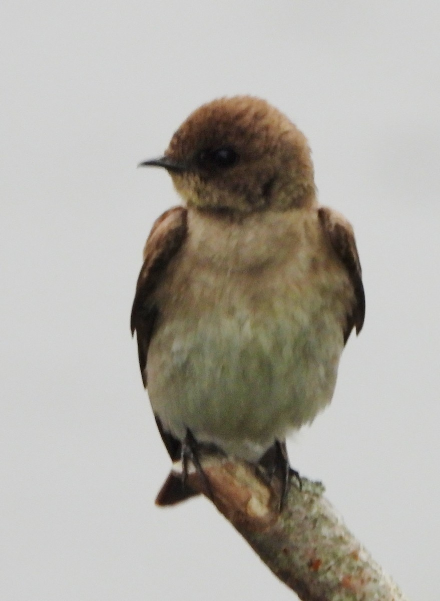 Northern Rough-winged Swallow - ML619809310