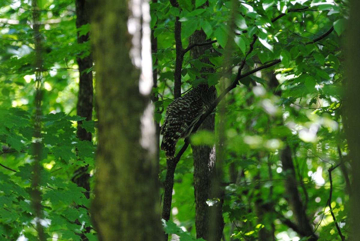 Barred Owl - ML619809315