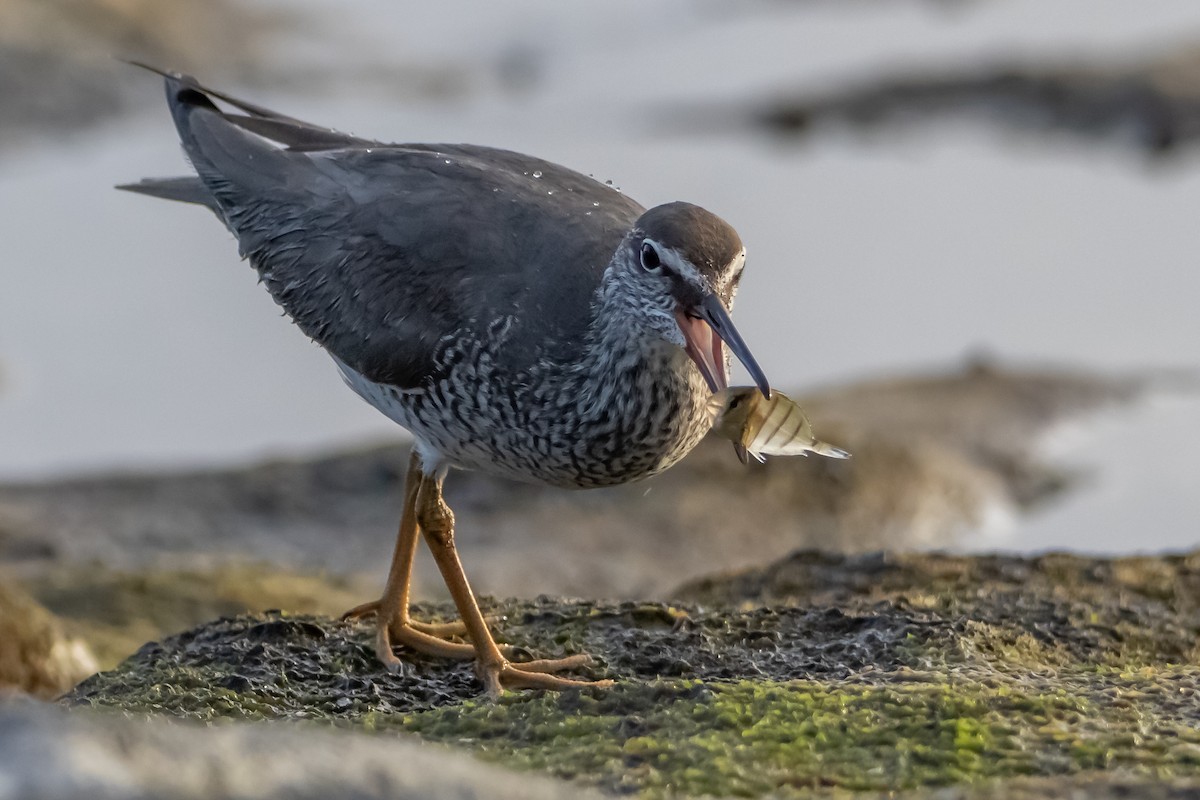 Wanderwasserläufer - ML619809318