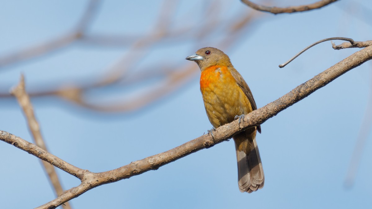 Scarlet-rumped Tanager - ML619809320