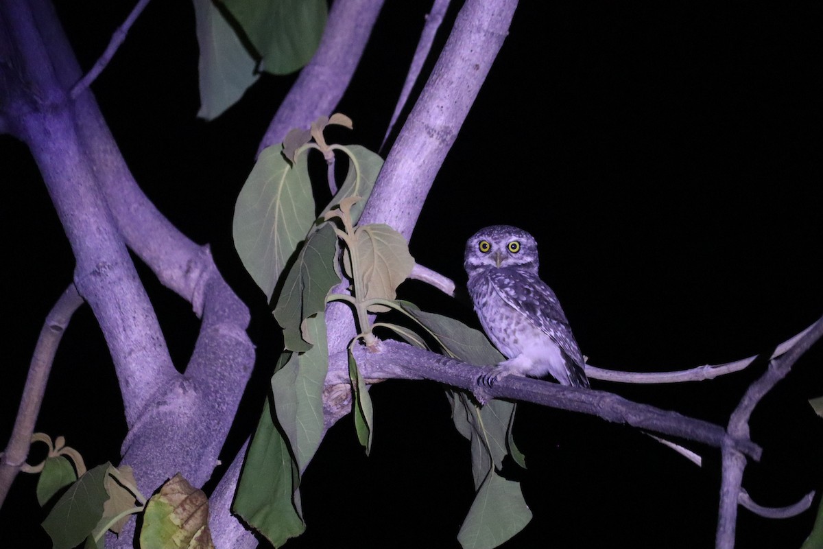Spotted Owlet - ML619809321
