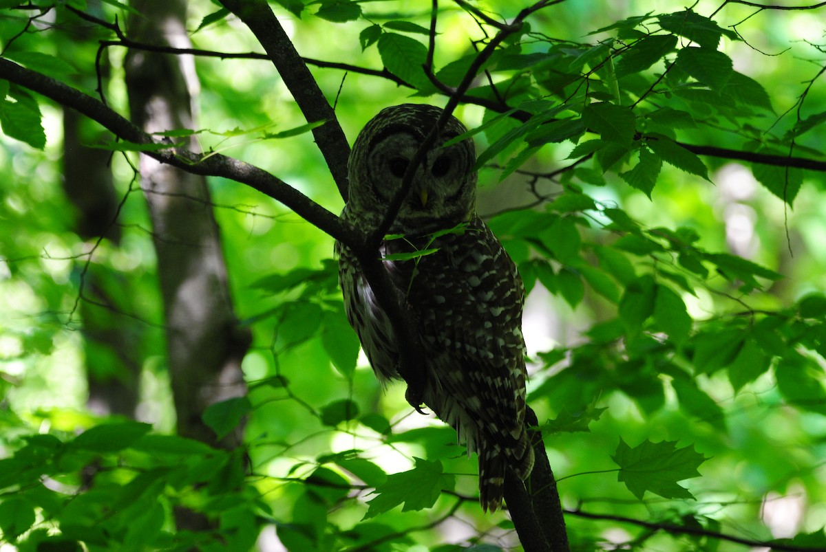 Barred Owl - ML619809324