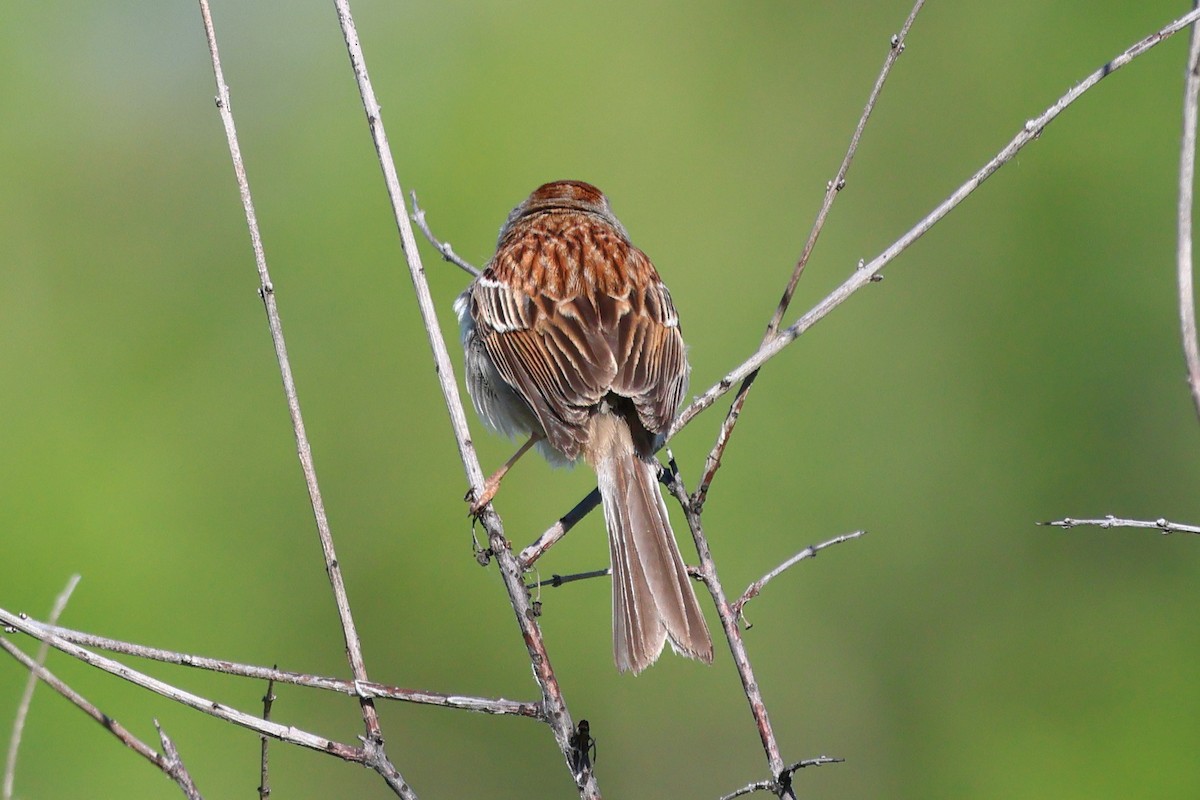 Field Sparrow - ML619809337