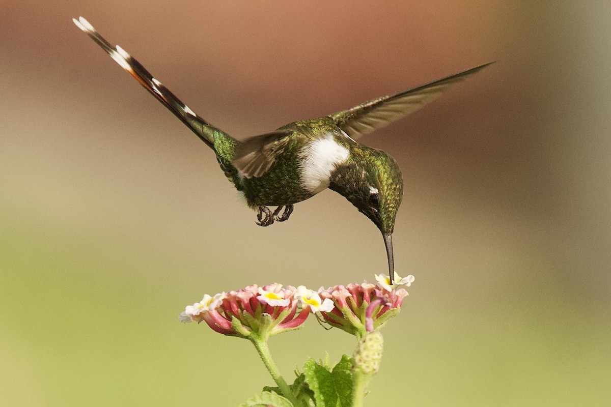 Sparkling-tailed Hummingbird - ML619809356