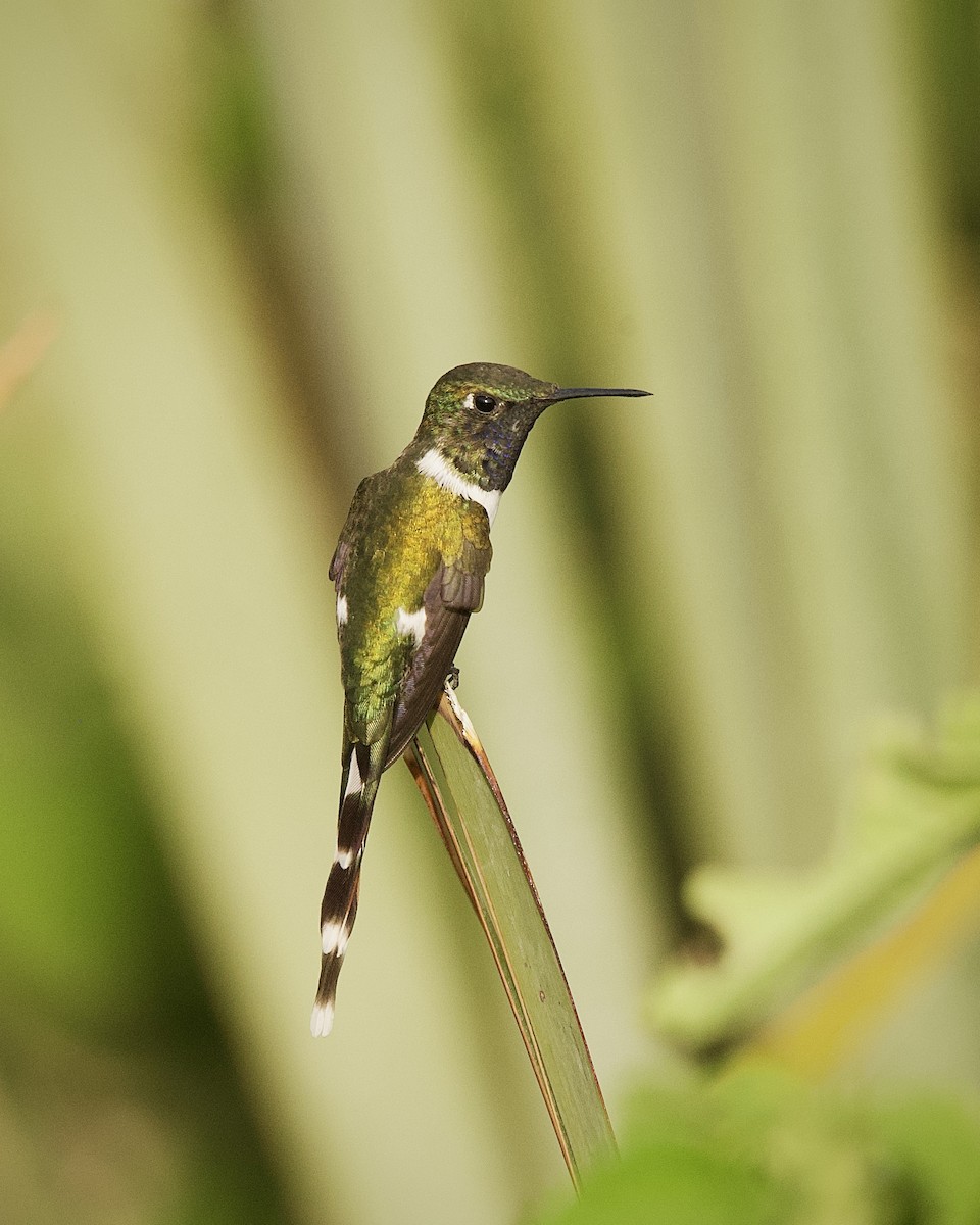 Sparkling-tailed Hummingbird - ML619809357