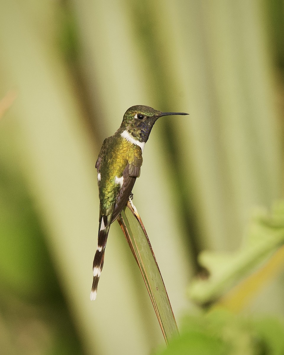 Colibrí de Dupont - ML619809357