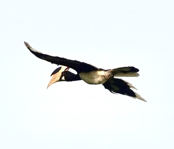 Malabar Pied-Hornbill - ML619809373