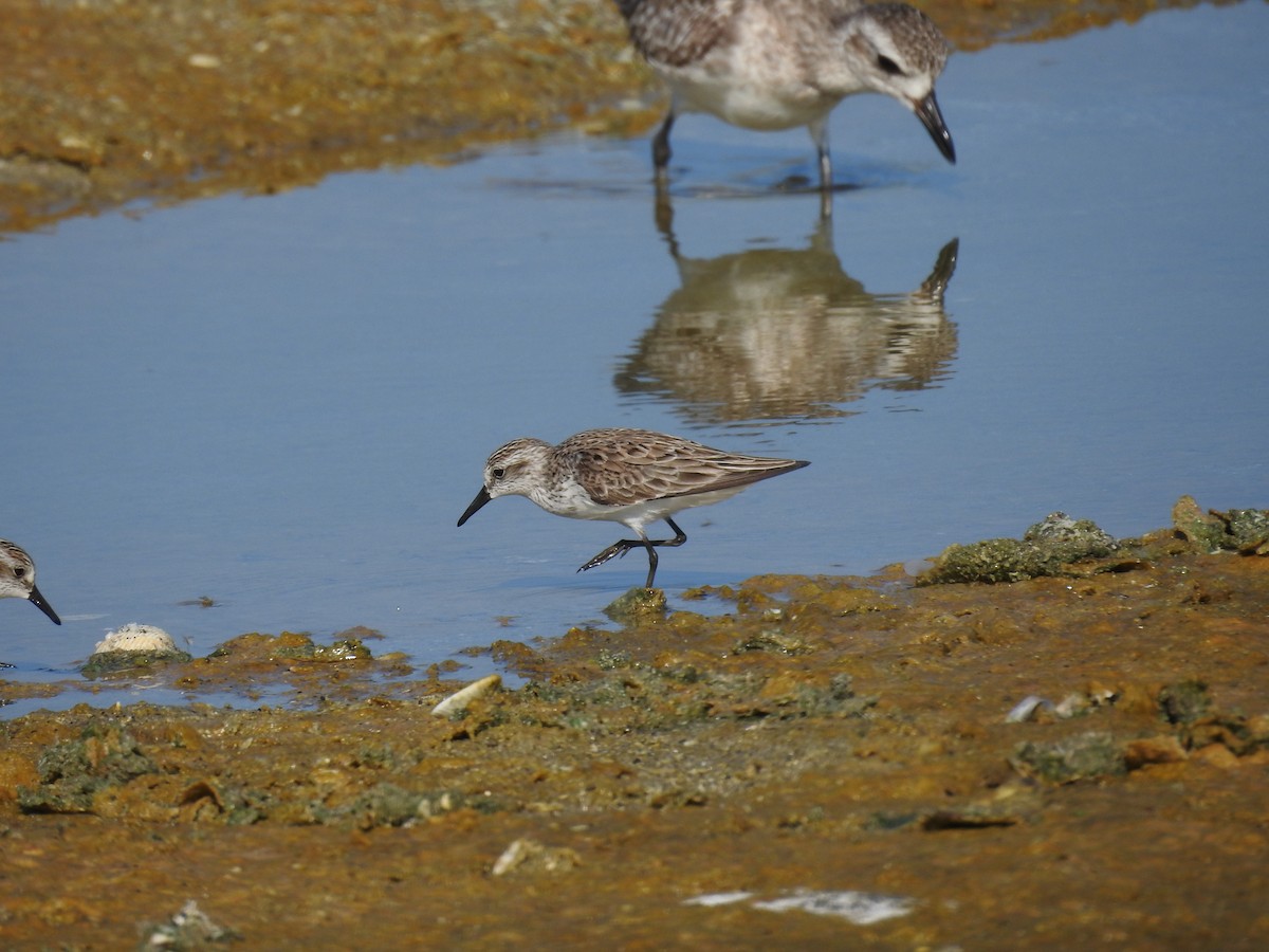 Semipalmated Sandpiper - ML619809395