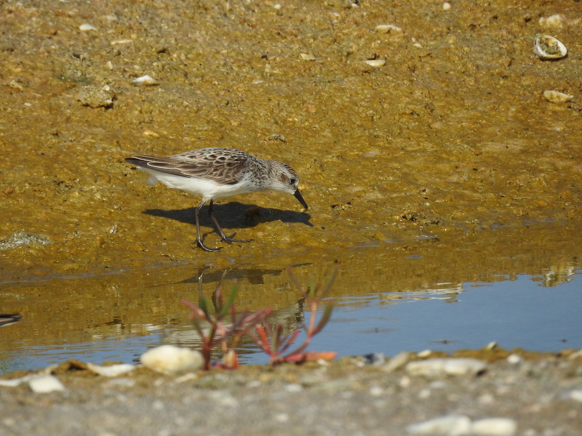 Semipalmated Sandpiper - ML619809396